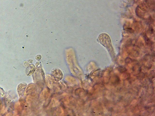 Tubaria hiemalis var. hiemalis